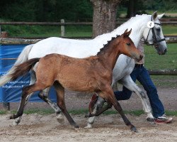 dressage horse Nino M. (German Riding Pony, 2013, from Nemax)