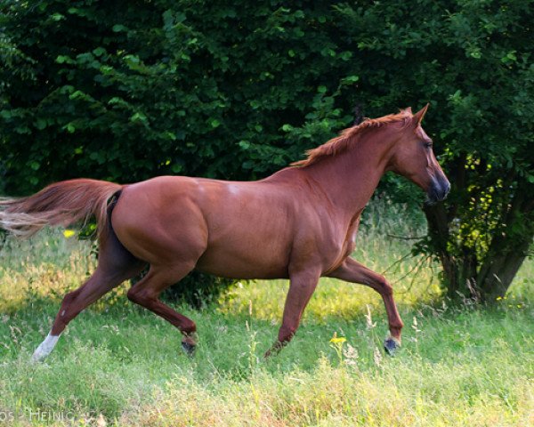 dressage horse Davina 121 (Westphalian, 2002, from Di Versace)