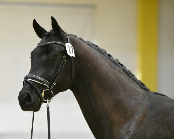 dressage horse Voglgut's For Motion (Austrian Warmblood, 2019, from For Romance I)