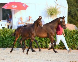 jumper Moretti vom Voglgut (Holsteiner, 2020, from Million Dollar)