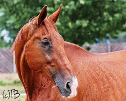 Pferd Robert (Tschechisches Warmblut, 1995, von Valat)