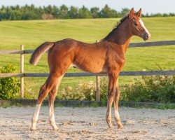 Springpferd Stakkata vom Voglgut (Holsteiner, 2021, von Stakkato Gold)