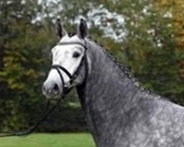 dressage horse Celax (German Riding Pony, 2008, from Cebulon)