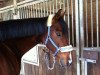 dressage horse Duncan 64 (Oldenburg, 2003, from Don Gregory)