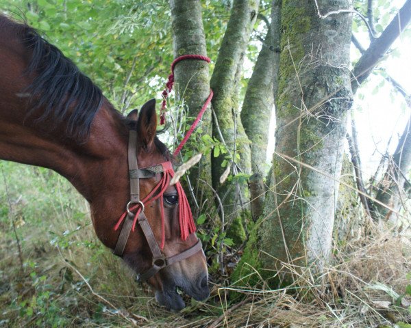 horse Gwenny (Welsh-Cob (Sek. D), 1990)