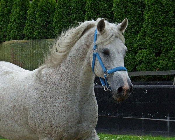 broodmare Winnizebah (German Riding Pony, 1997, from What A Boyx ox)