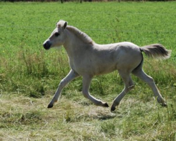 Pferd Uriell (Fjordpferd, 2021, von Sogneblakken)