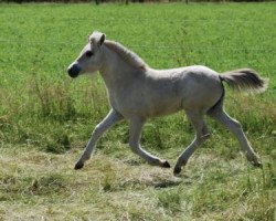 horse Uriell (Fjord Horse, 2021, from Sogneblakken)