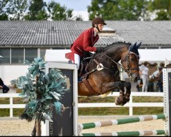 jumper King Grande (KWPN (Royal Dutch Sporthorse), 2015, from Kannan)