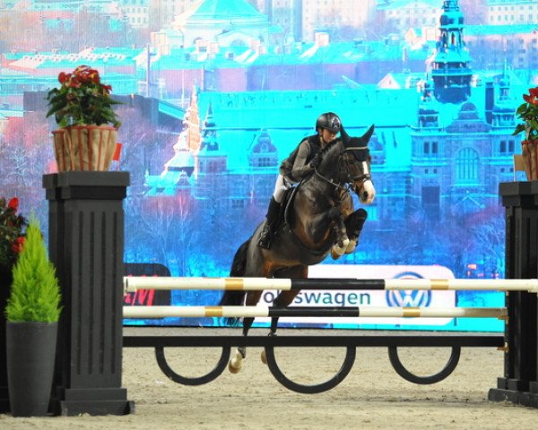 horse Top Silvio Hastak (Swedish Riding Pony, 2009, from Top Nordpol)