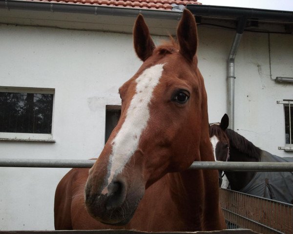 dressage horse Wapiti 136 (Hanoverian, 1999, from Wolkentanz I)