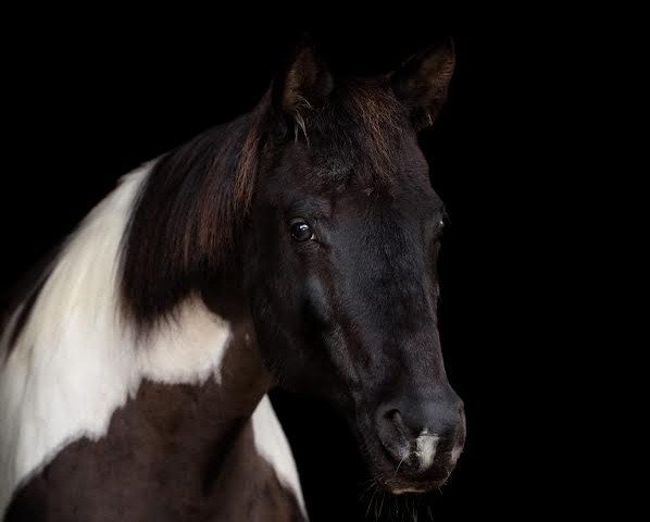 horse Sharida (Pinto / Small Riding Horse, 2001, from Shamani)