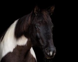 Pferd Sharida (Pinto/Kleines Reitpferd, 2001, von Shamani)