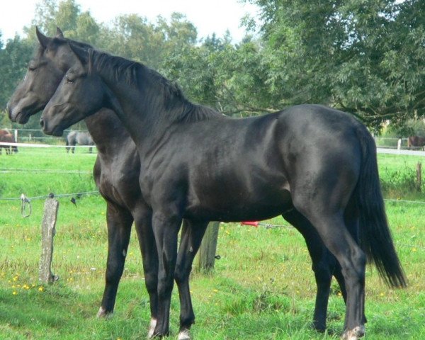 Springpferd El Dorado (Hannoveraner, 2009, von Escudo I)