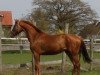 dressage horse Santana (Hanoverian, 2010, from Scolari)