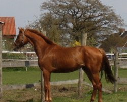 dressage horse Santana (Hanoverian, 2010, from Scolari)