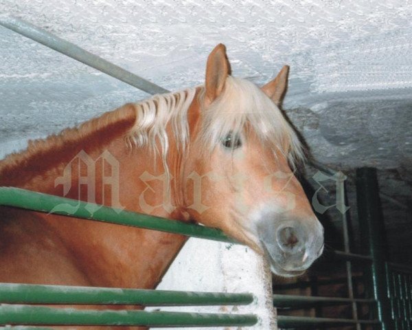 stallion Sigg (6,25% ox) (Edelbluthaflinger, 1988, from Status (12,5% ox))
