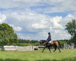 dressage horse Rekviem xx (Thoroughbred, 2013, from Gabris xx)