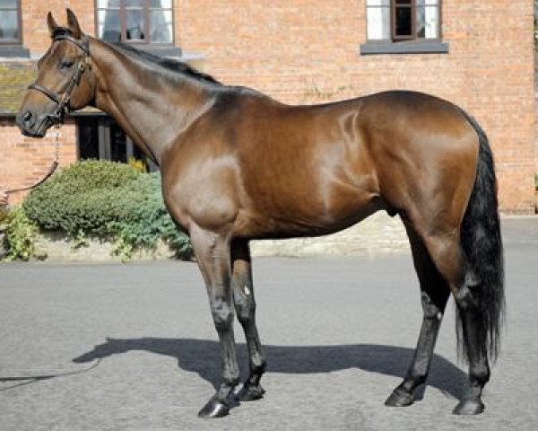 stallion Lucarno xx (Thoroughbred, 2004, from Dynaformer xx)