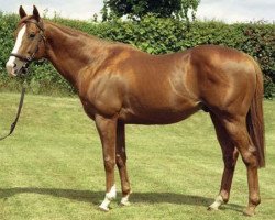 stallion Compton Place xx (Thoroughbred, 1994, from Indian Ridge xx)