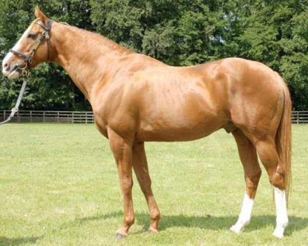 stallion Selkirk xx (Thoroughbred, 1988, from Sharpen Up xx)