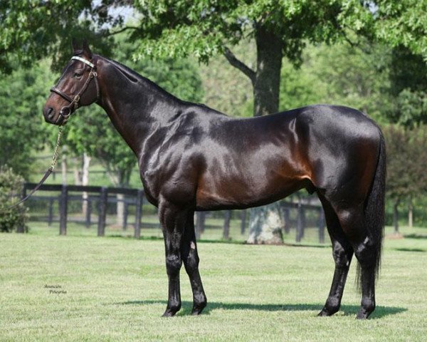 stallion First Defence xx (Thoroughbred, 2004, from Unbridled's Song xx)