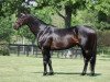 stallion First Defence xx (Thoroughbred, 2004, from Unbridled's Song xx)