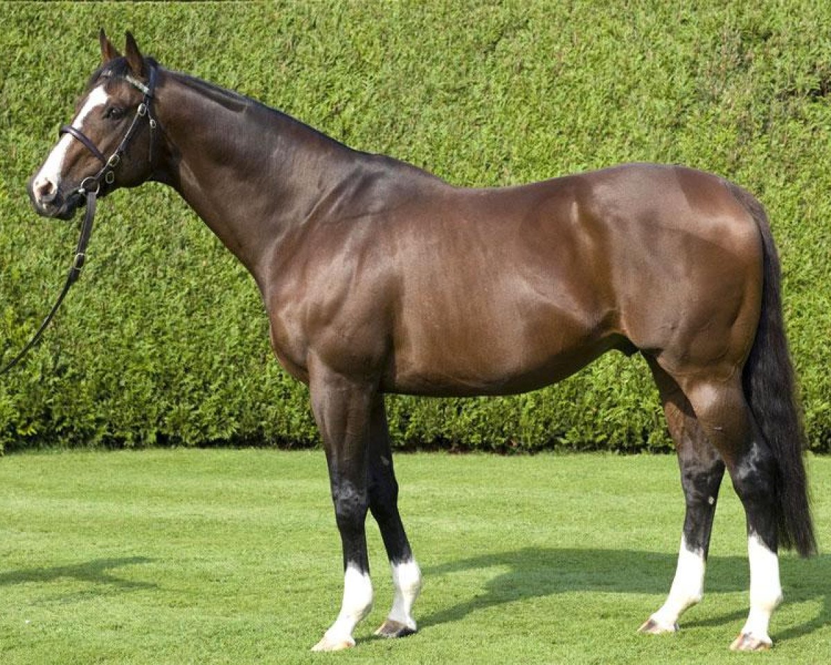 stallion Zamindar xx (Thoroughbred, 1994, from Gone West xx)