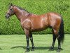 stallion Rail Link xx (Thoroughbred, 2003, from Dansili xx)