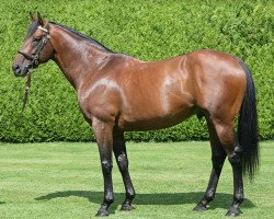 stallion Rail Link xx (Thoroughbred, 2003, from Dansili xx)