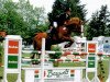 broodmare Chanelle 15 (KWPN (Royal Dutch Sporthorse), 2006, from Tolano van het Riethof)