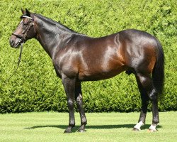 stallion Dansili xx (Thoroughbred, 1996, from Danehill xx)