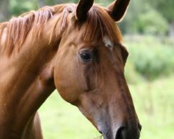 Springpferd Pitchoune du Moulin (Selle Français, 2003, von Oberon du Moulin)