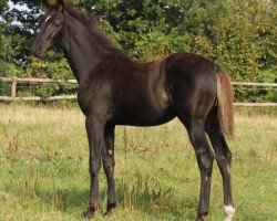 broodmare Delicia (Hanoverian, 2012, from Dancier)