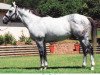 stallion Lion Hunter xx (Thoroughbred, 1992, from Danehill xx)