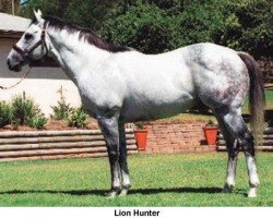 stallion Lion Hunter xx (Thoroughbred, 1992, from Danehill xx)