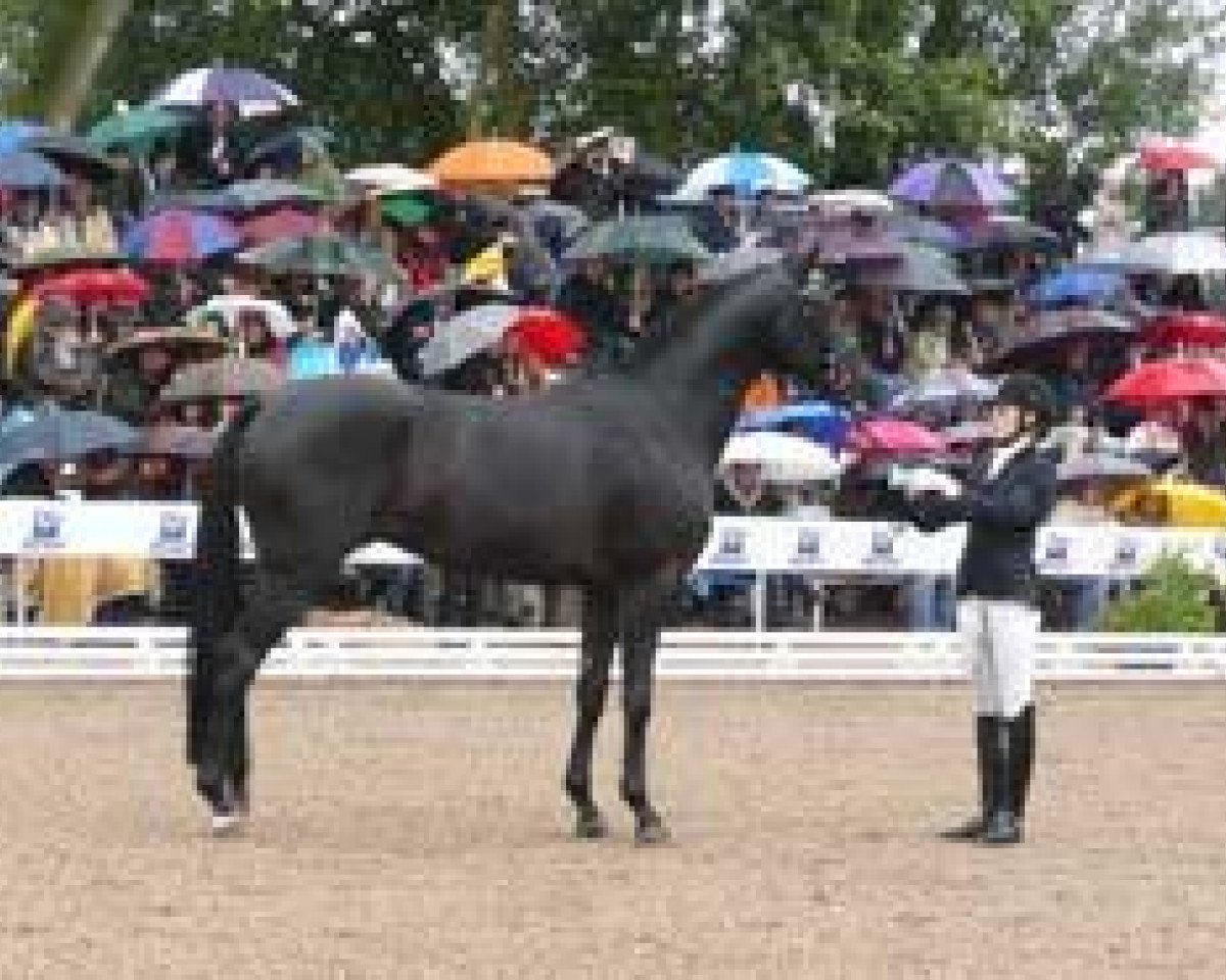 Dressurpferd Redecker (Trakehner, 2006, von Kasparow)