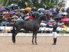 dressage horse Redecker (Trakehner, 2006, from Kasparow)