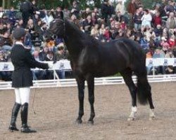 dressage horse Kaspian (Trakehner, 2006, from King Arthur TSF)