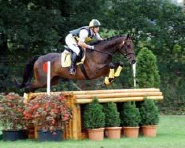 horse Hakuna matata 9 (Trakehner, 2004, from Cavallieri xx)