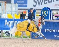 Pferd Flying Dragon (Welsh Pony (Sek.B), 2002, von Kulltorps Yrrol RW)