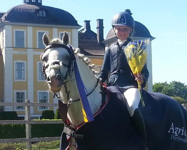 Deckhengst Kulltorps Yrrol RW (Welsh Pony (Sek.B), 1996, von Paddock Camargue)