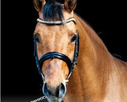 stallion Daddy Cool (German Riding Pony, 2012, from Dimension AT NRW)