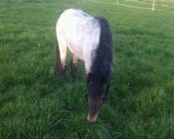 Pferd Little Sweet Peppermint (Welsh Mountain Pony (Sek.A), 2007)