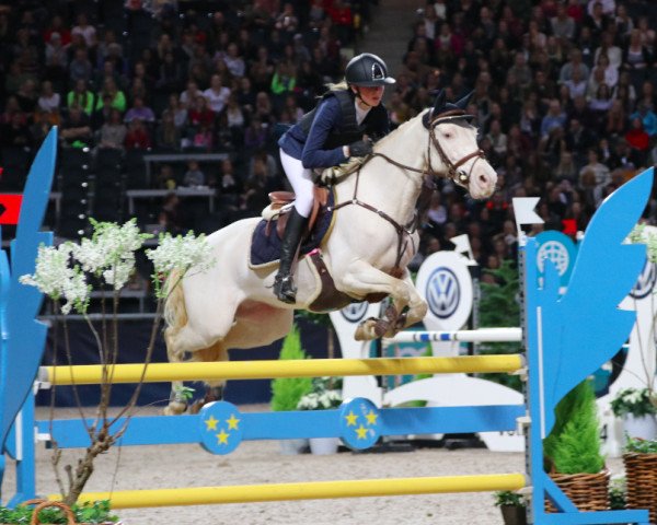 Pferd Poetic's Sugar Rush (Schwedisches Reitpony, 2009, von Poetic Justice)