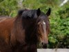 dressage horse Smirnoff (German Warmblood, 2005, from Sando Paso N)