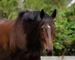 dressage horse Smirnoff (German Warmblood, 2005, from Sando Paso N)