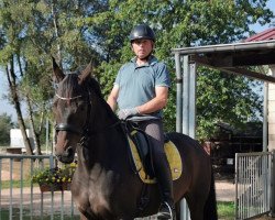 dressage horse Imara 9 (German Sport Horse, 2016, from Impetus)