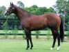 stallion Orpen xx (Thoroughbred, 1996, from Lure xx)