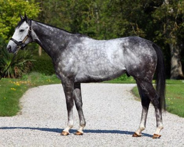 stallion Cima De Triomphe xx (Thoroughbred, 2005, from Galileo xx)